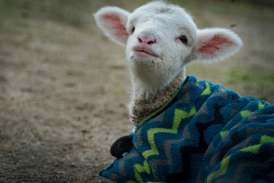 Rescued lamb